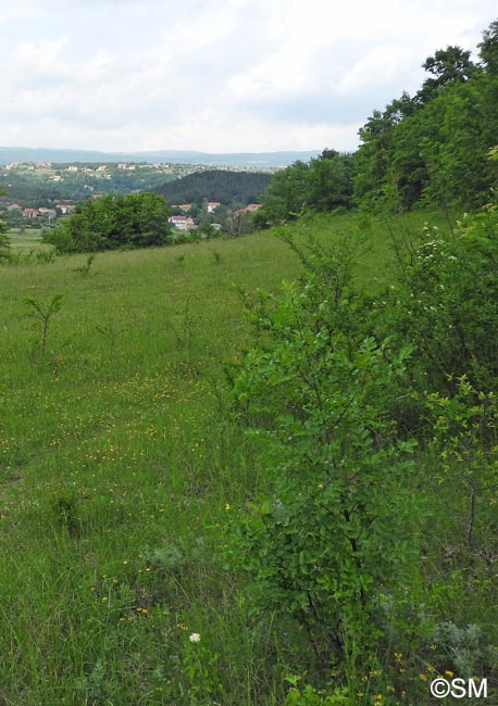 Ophrys apifera f. maculata : biotope