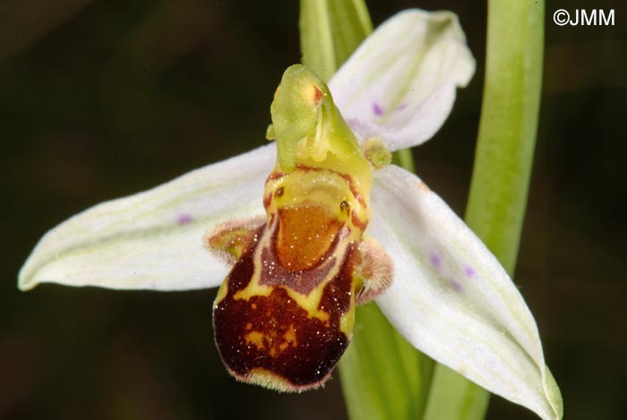 Ophrys apifera f. punctata = Ophrys apifera var. punctata