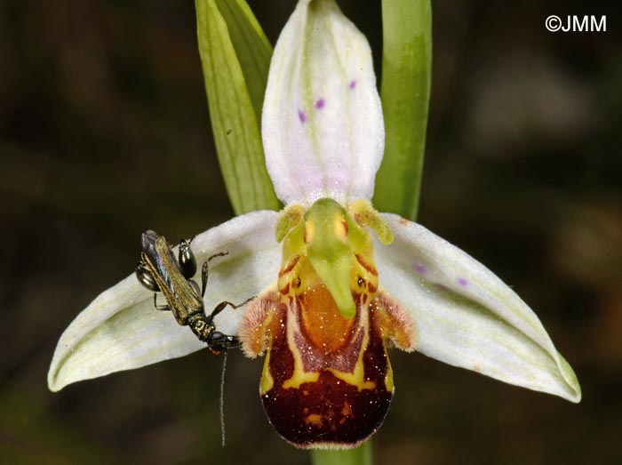 Ophrys apifera f. punctata = Ophrys apifera var. punctata