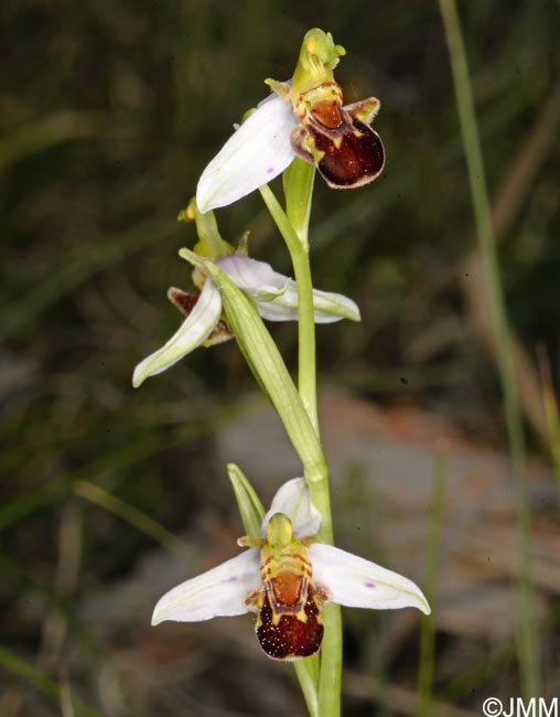 Ophrys apifera f. punctata = Ophrys apifera var. punctata