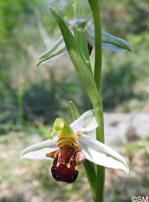 Ophrys apifera f. punctata = Ophrys apifera var. punctata