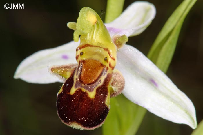 Ophrys apifera f. punctata = Ophrys apifera var. punctata