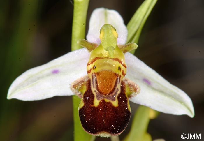 Ophrys apifera f. punctata = Ophrys apifera var. punctata