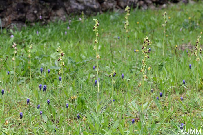 Ophrys archipelagi