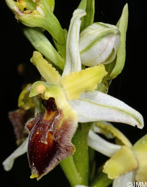 Ophrys archipelagi