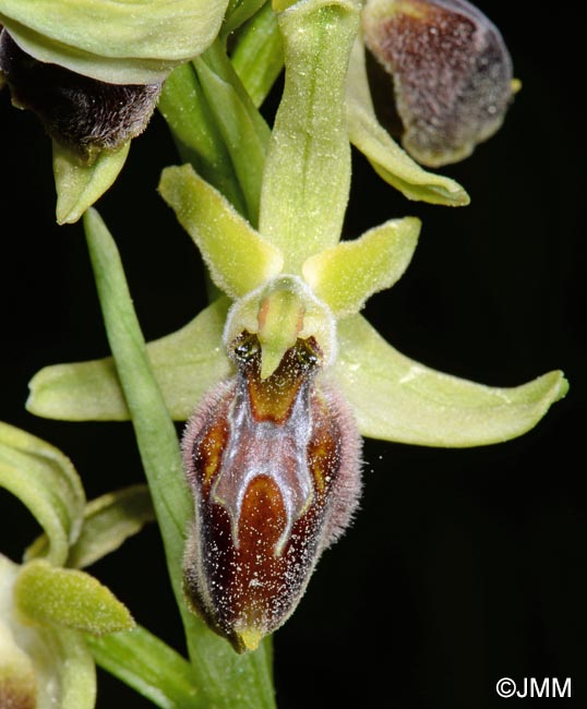 Ophrys archipelagi