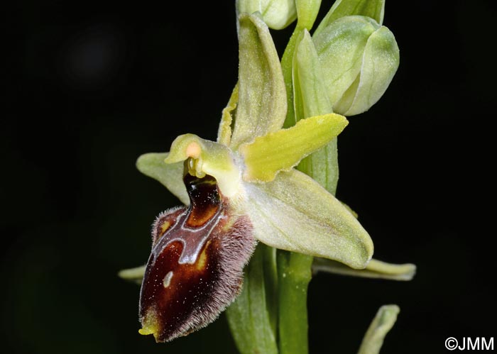 Ophrys archipelagi