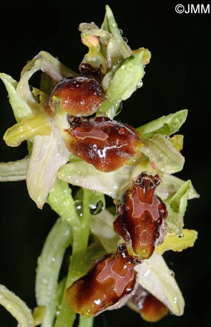 Ophrys archipelagi