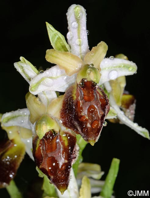 Ophrys archipelagi