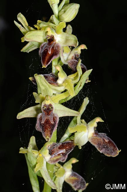 Ophrys archipelagi