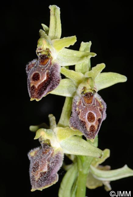 Ophrys archipelagi