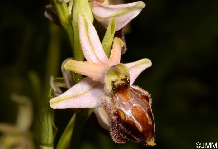 Ophrys archipelagi