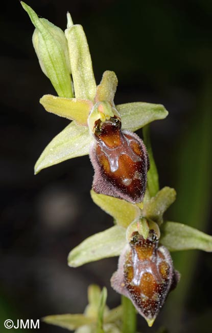 Ophrys archipelagi