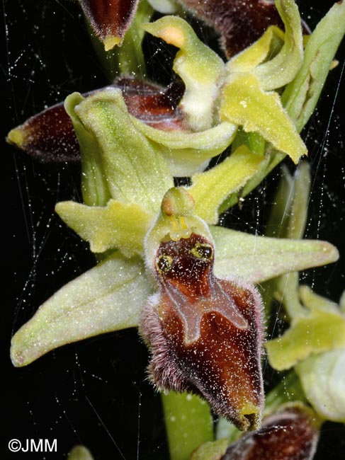 Ophrys archipelagi