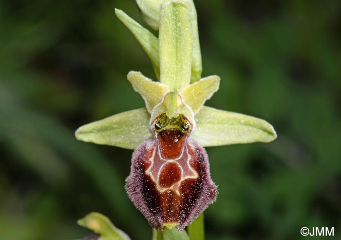 Ophrys archipelagi