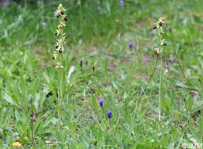 Ophrys archipelagi