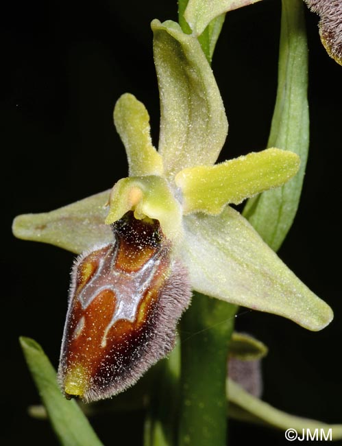 Ophrys archipelagi