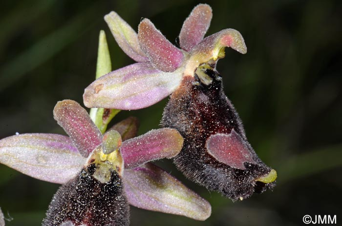 Ophrys bertolonii