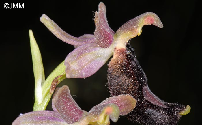 Ophrys bertolonii