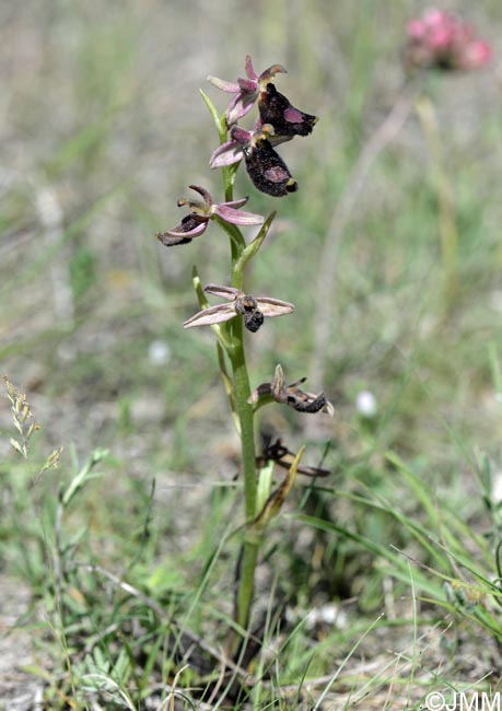 Ophrys bertolonii