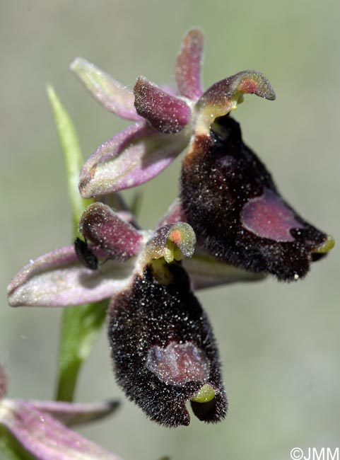 Ophrys bertolonii