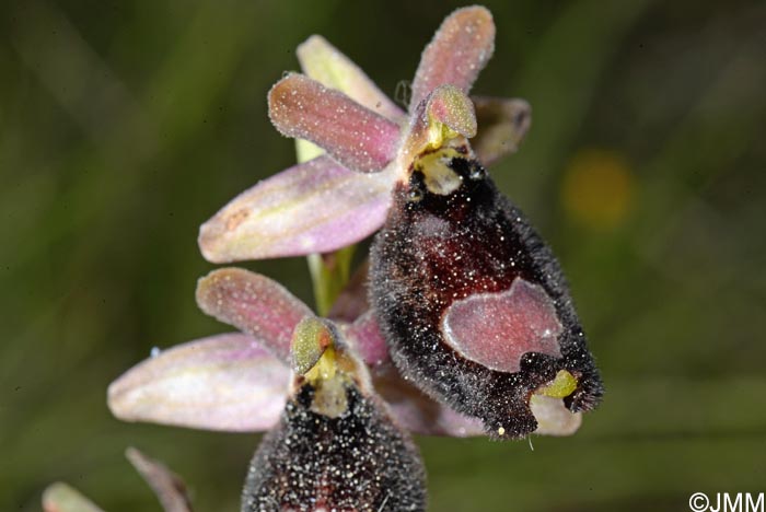 Ophrys bertolonii