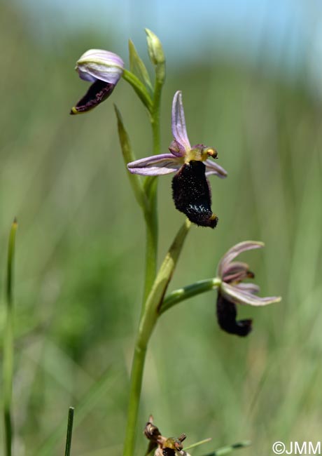 Ophrys bertolonii