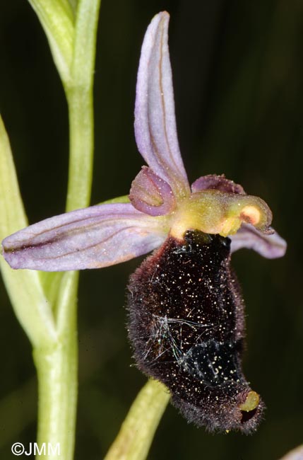 Ophrys bertolonii