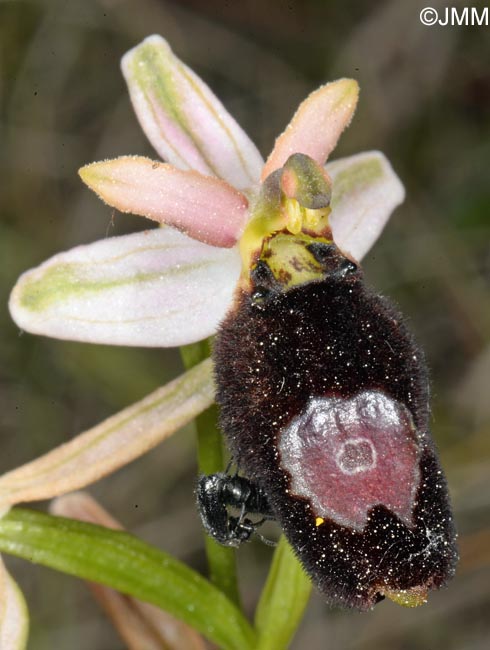 Ophrys bertolonii