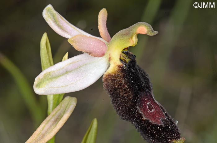 Ophrys bertolonii