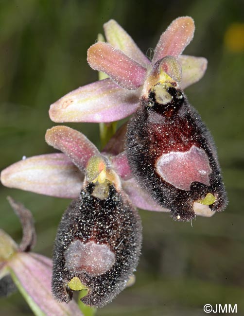 Ophrys bertolonii