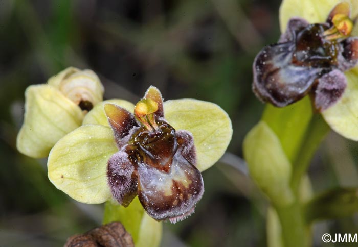 Ophrys bombyliflora