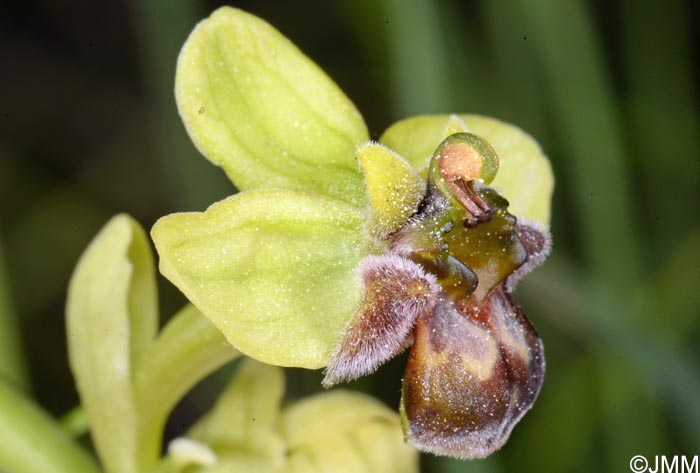 Ophrys bombyliflora