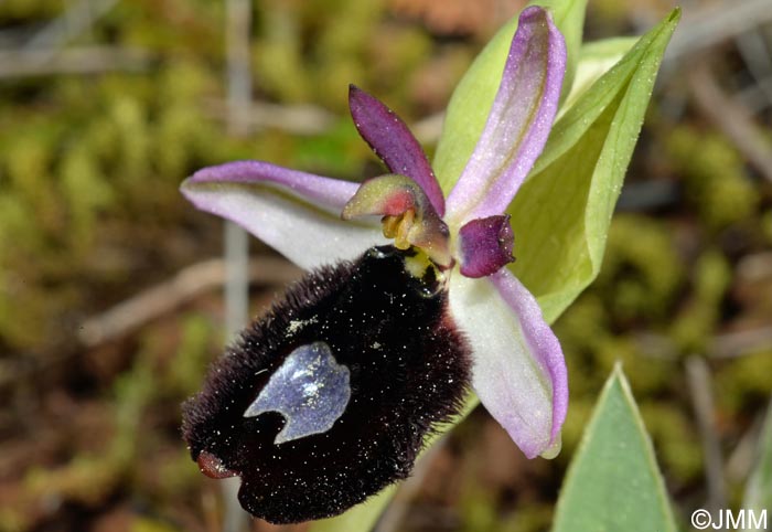 Ophrys cf. bertolonii