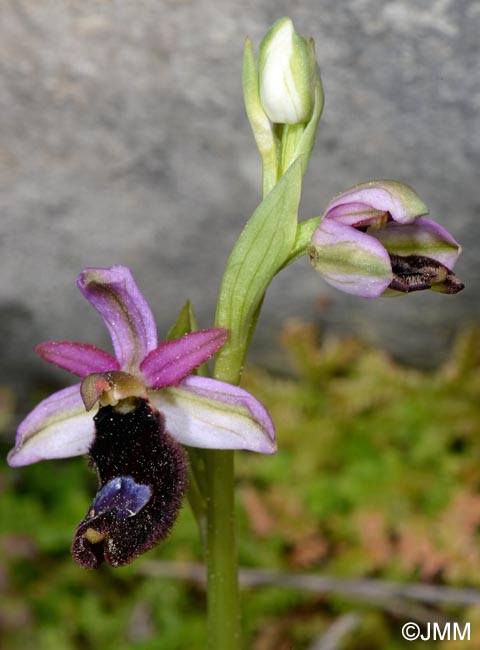 Ophrys cf. bertolonii