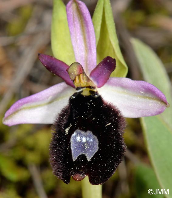 Ophrys cf. bertolonii