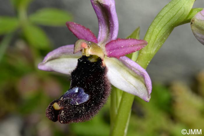 Ophrys cf. bertolonii