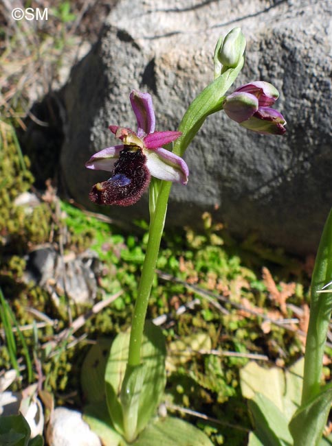 Ophrys cf. bertolonii