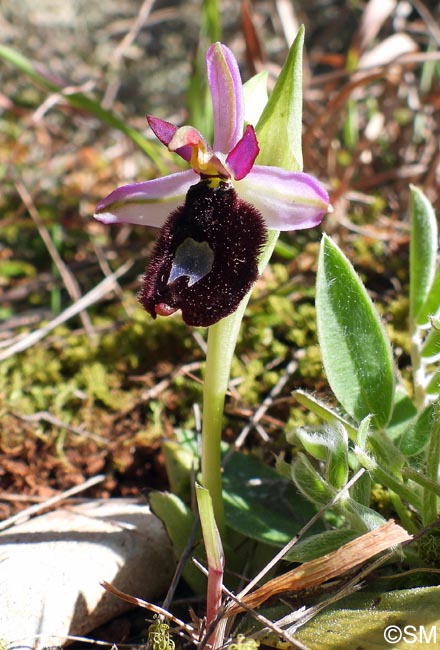Ophrys cf. bertolonii