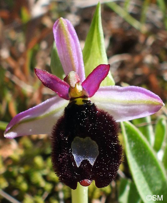 Ophrys cf. bertolonii