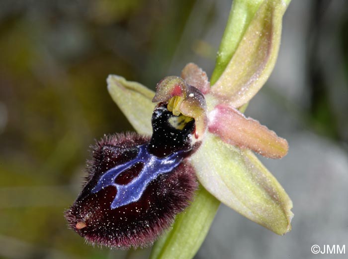 Ophrys cf. bertolonii x Ophrys incubacea