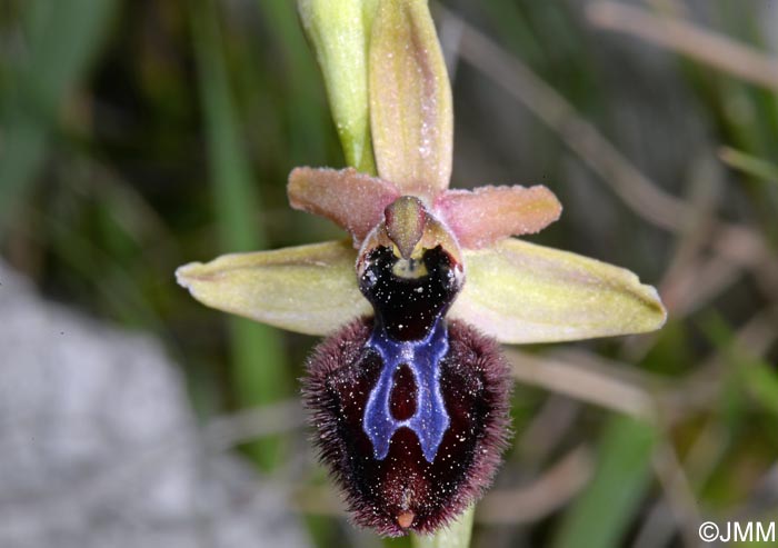 Ophrys cf. bertolonii x Ophrys incubacea