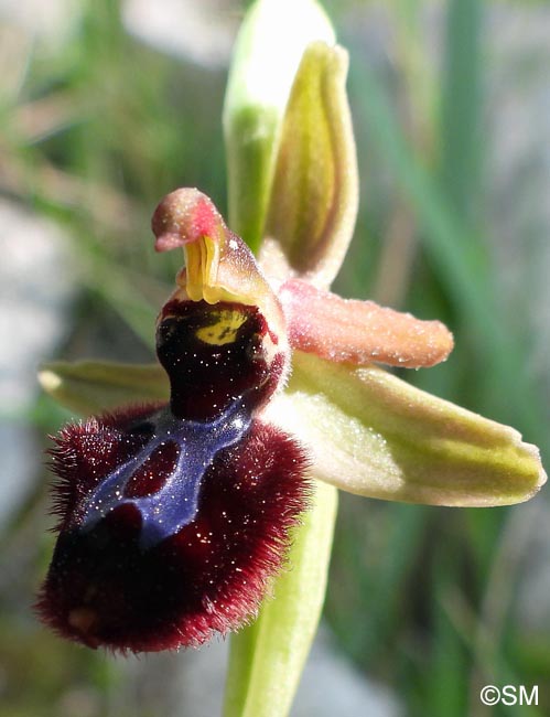 Ophrys cf. bertolonii x Ophrys incubacea