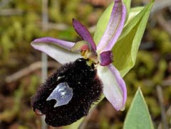 Ophrys cf. bertolonii