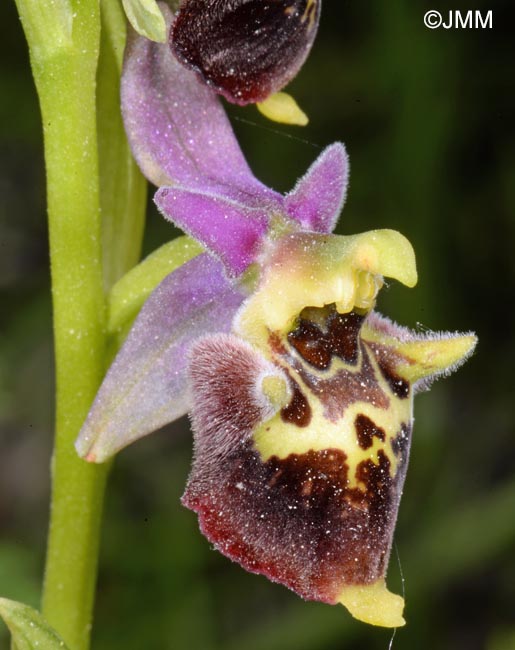 Ophrys dinarica