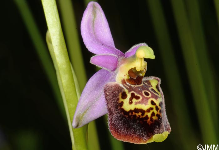Ophrys dinarica