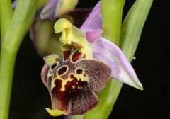 Ophrys dinarica