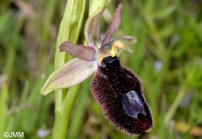 Ophrys flavicans x Ophrys incubacea = Ophrys x redliorum