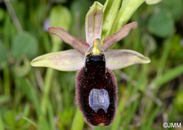 Ophrys flavicans x Ophrys incubacea = Ophrys x redliorum