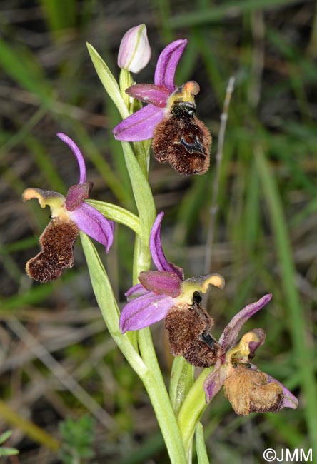 Ophrys flavicans x Ophrys incubacea = Ophrys x redliorum